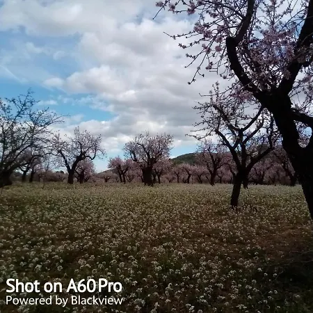 ホテル Finca Esperanza ベニタチェル